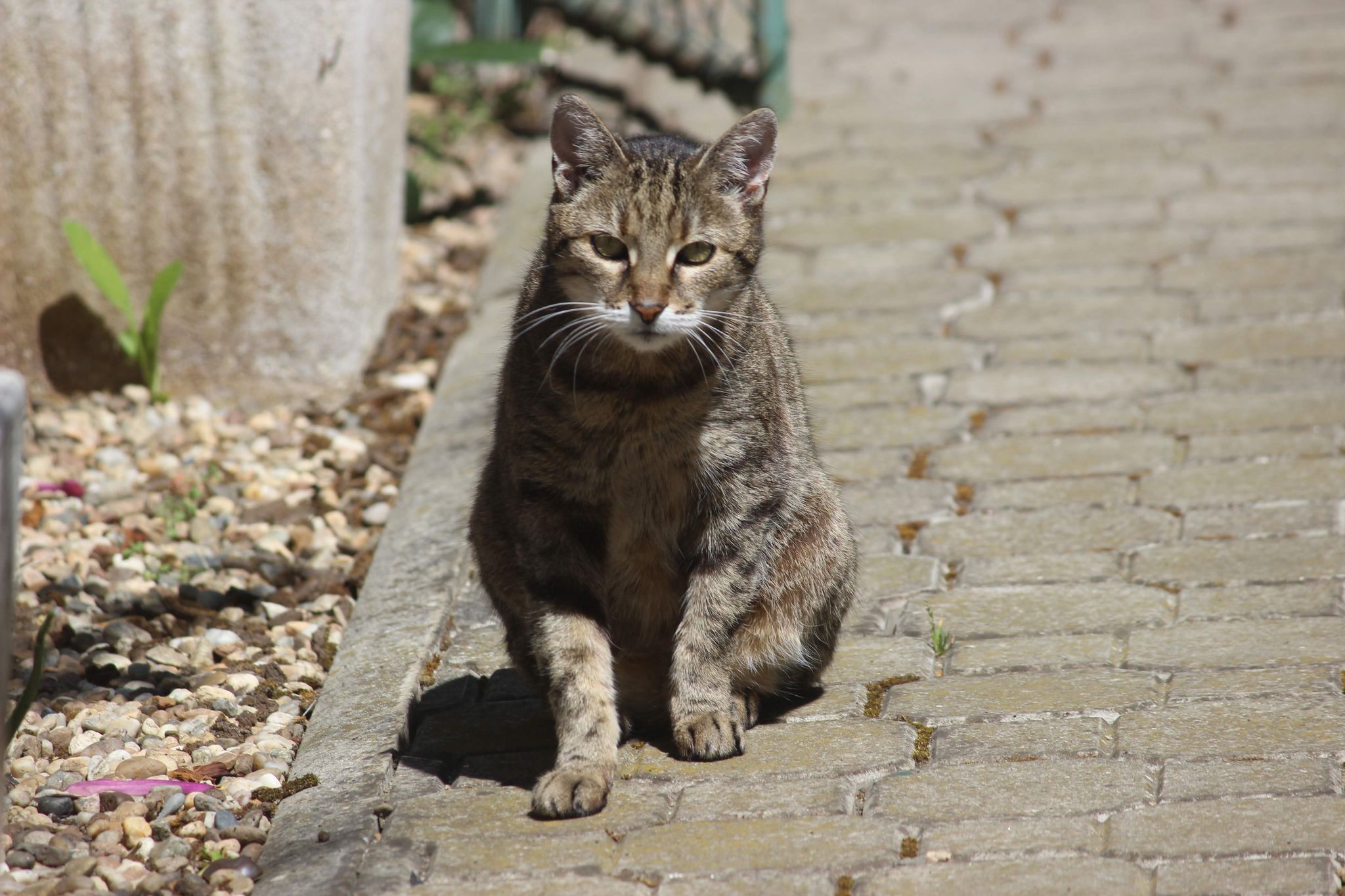 Imagine suplimentară